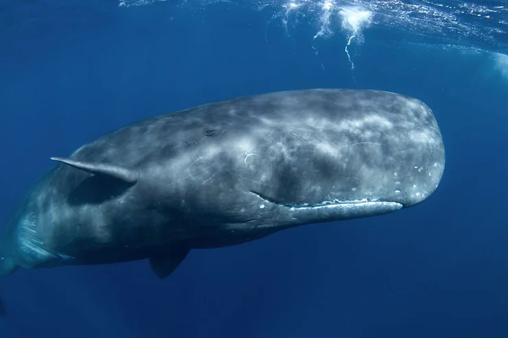 A sperm whale swimming underwater, offering a close-up view of its massive head and body, highlighting the whale-watching experience in Iceland.