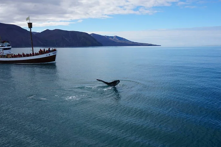 A boat filled with tourists watching a whale in the waters off the coast of Iceland, with mountainous terrain in the background and a clear, blue sky above.