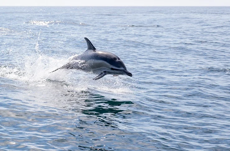 A white-beaked dolphin leaping out of the water in the ocean, capturing the excitement of dolphin-watching in Iceland.