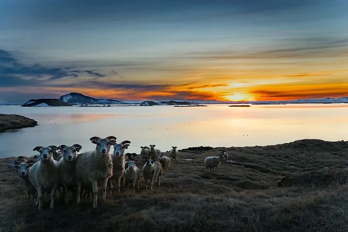 Icelandic sheep looking into the camera with the midnight sun in the background