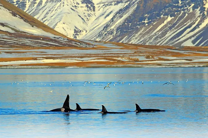 Best time for whale watching in Iceland