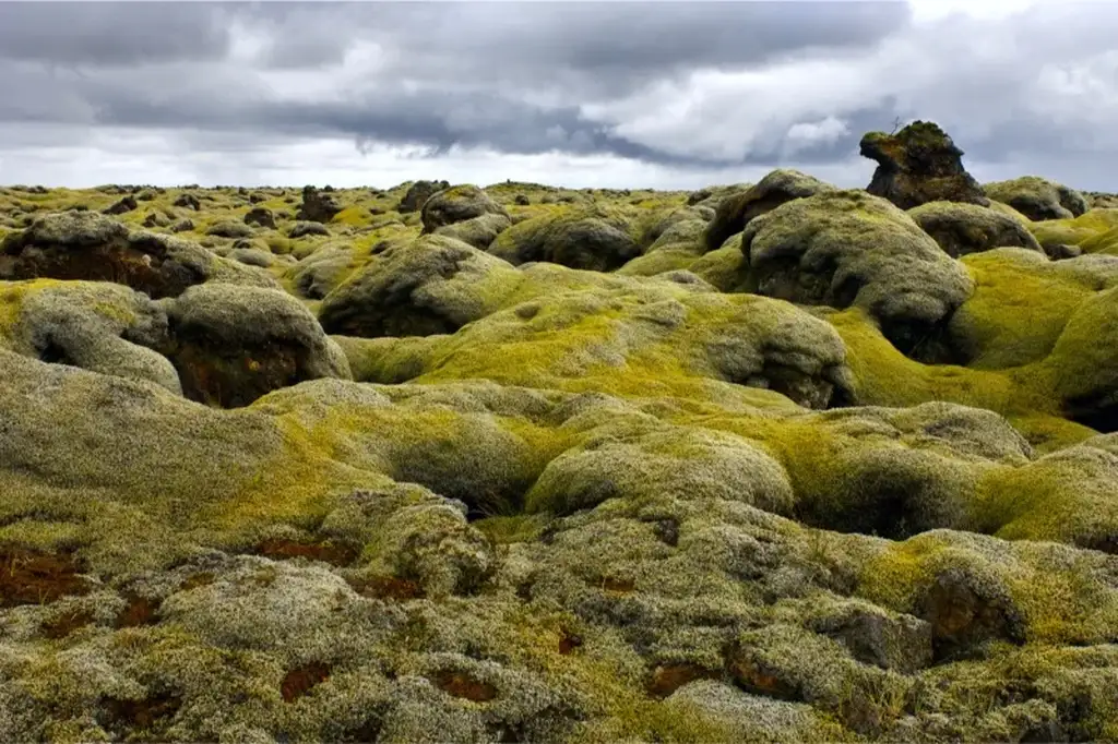 Expansive view of the Eldhraun lava field in Iceland, covered in thick, vibrant green moss under a cloudy sky, showcasing the unique volcanic landscape.