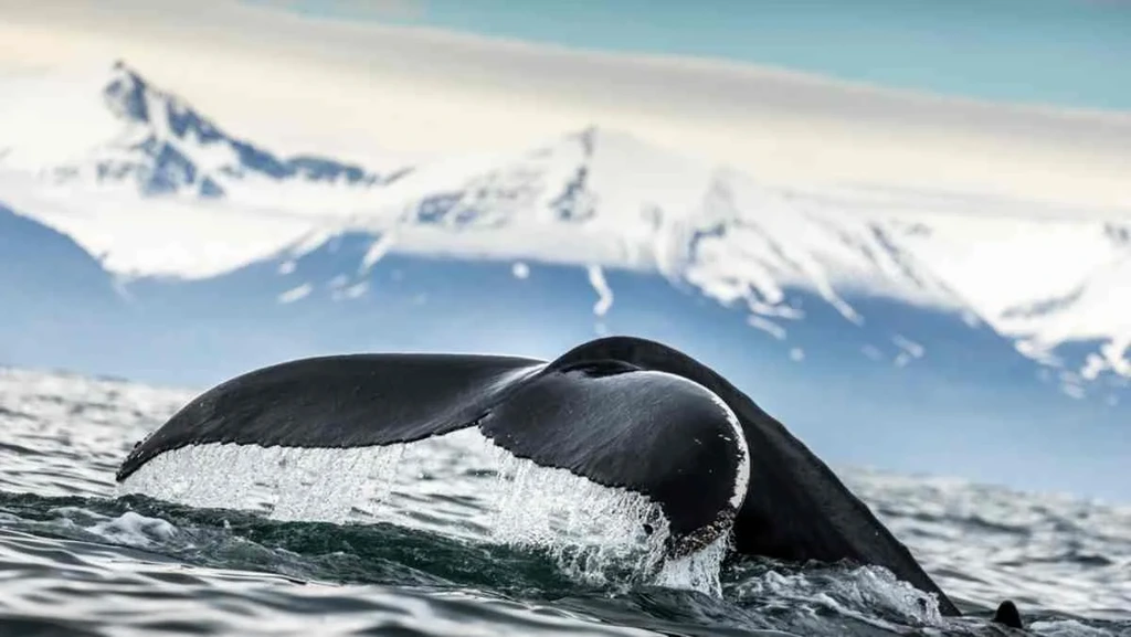 Close-up of a whale's tail as it dives into the ocean with snow-capped mountains in the background, captured during a whale-watching tour in Iceland.