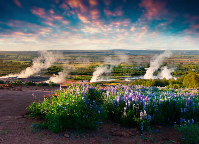 Stunning landscape with geothermal steam rising from the ground, surrounded by fields of purple lupine flowers under a colorful, dramatic sky.