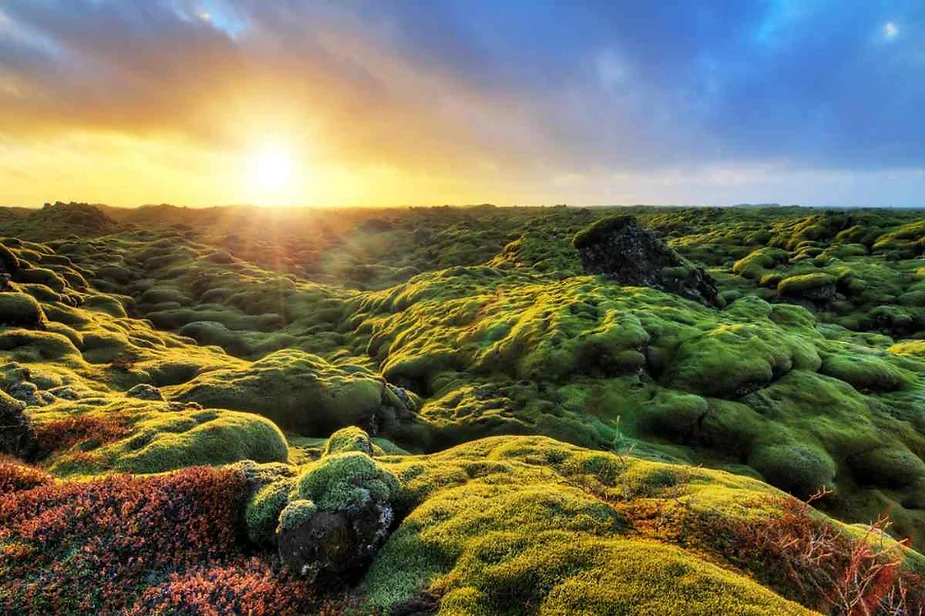 Vibrant green moss-covered lava fields in Iceland illuminated by the warm glow of a setting sun.