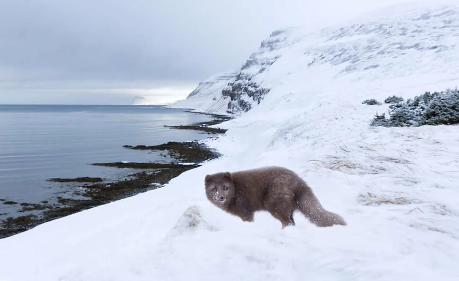 Arctic fox standing on a snowy coastline with a backdrop of snowy cliffs and the ocean.