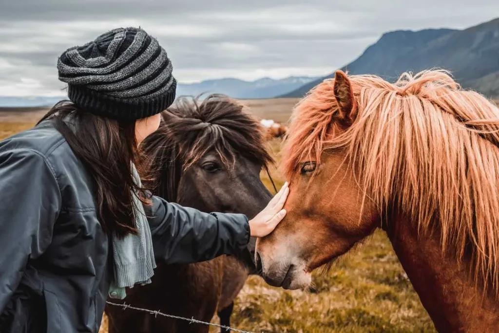 Horseback riding in Iceland