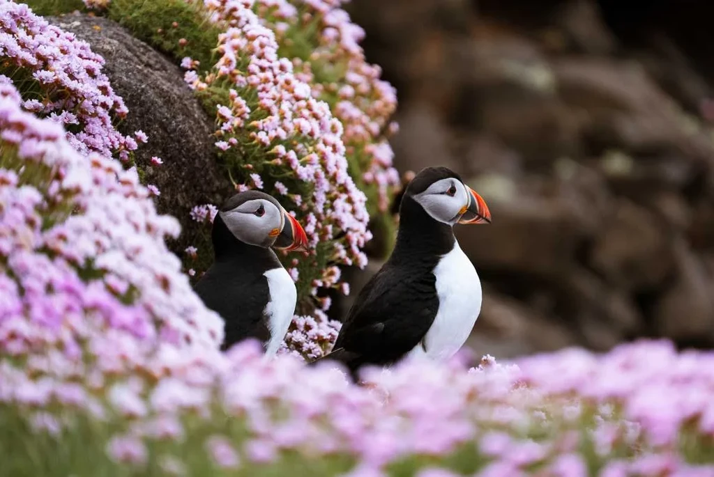 Puffins in Iceland