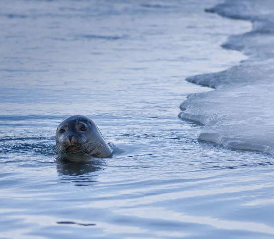 A seal swimming in the icy waters near the edge of a glacier in Jökulsárlón Glacier Lagoon, Iceland.