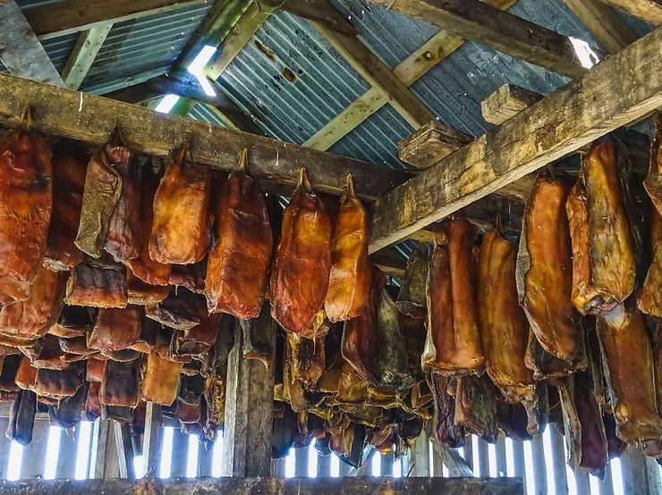 Fermented shark meat (hákarl) hanging to dry in a traditional Icelandic curing shed, showcasing the preparation process.