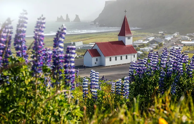 A scenic view of a small church with a red roof in Vík, Iceland, surrounded by blooming lupine flowers with the ocean and dramatic cliffs in the background.