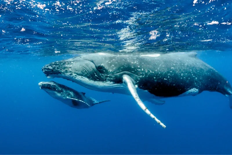 A serene underwater scene of a mother humpback whale swimming gracefully alongside her calf in the deep blue ocean, with sunlight filtering through the water's surface.