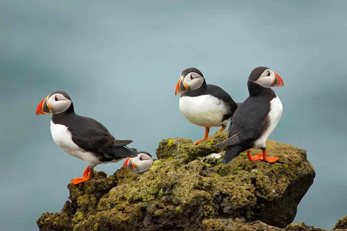 Colony of Puffins in Iceland