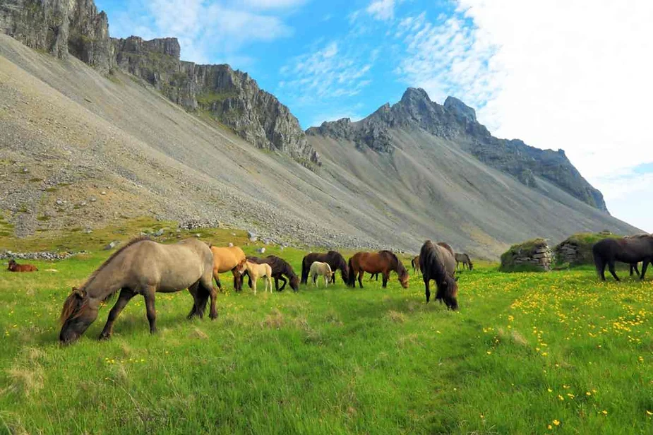 A herd of Icelandic horses grazes peacefully on a lush green meadow, dotted with yellow wildflowers. The horses, in various shades of brown, black, and gray, are surrounded by a dramatic backdrop of steep, rocky mountains under a partly cloudy blue sky. The rugged terrain of the mountains contrasts with the soft, vibrant grass of the meadow, creating a picturesque pastoral scene.