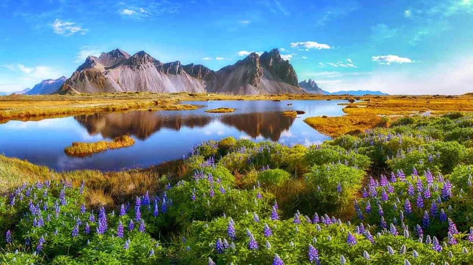 A breathtaking Icelandic landscape featuring a serene lake with crystal-clear water reflecting the sharp, rugged peaks of the surrounding mountains. The foreground is adorned with vibrant purple lupine flowers and lush green vegetation, adding a pop of color to the scene. The sky is a brilliant blue with a few scattered clouds, enhancing the beauty of the natural surroundings. The entire view exudes tranquility and the pristine beauty of untouched nature.