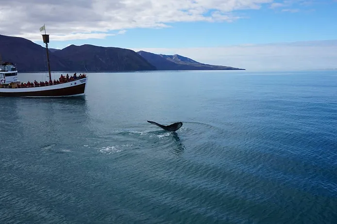 Husavik Whale Watching