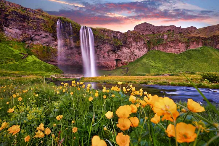 Seljalandsfoss Waterfall in Iceland at sunset with vibrant yellow flowers in the foreground, lush green hills, and a dramatic sky