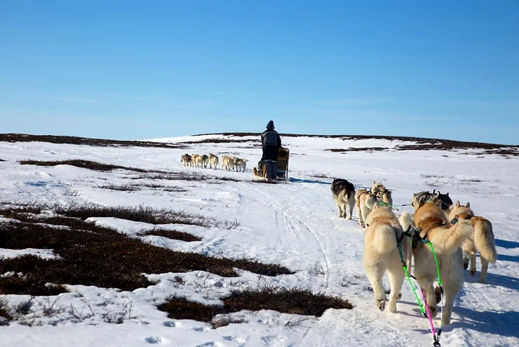 Musher leading a team of sled dogs across a snowy landscape in Iceland, with a clear blue sky overhead.