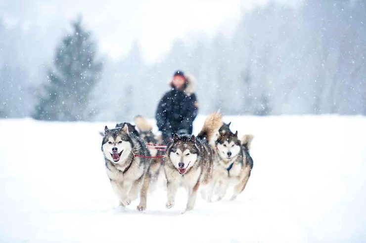 Experience the Thrill of Dog Sledding in Iceland: Your Ultimate Guide