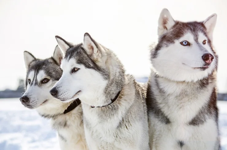 Three majestic huskies, with their thick fur and striking eyes, stand side by side in a snowy landscape in Iceland. Their coats are a mix of gray and white, and they gaze intently into the distance, showing a sense of alertness and readiness. The middle husky has a particularly soft expression, while the one on the right has a striking, intense blue eye that contrasts sharply with the snowy backdrop. The bright, natural light emphasizes their thick fur and sharp features, capturing their strength and beauty against the crisp, wintry environment.