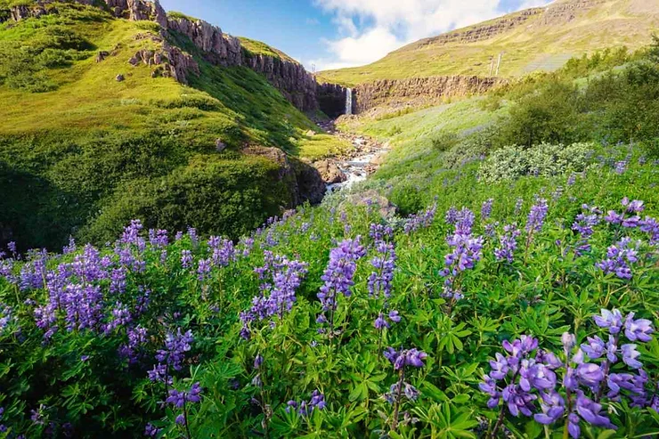 A vibrant meadow of purple lupine flowers leading up to the scenic Budararfoss waterfall in Seydisfjordur, Iceland. The waterfall cascades down a rocky cliff, surrounded by lush green hills under a clear blue sky, creating a picturesque and serene natural landscape.