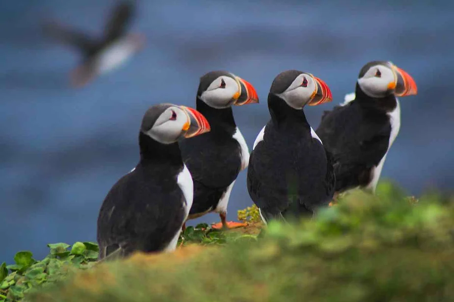 A group of four puffins standing on a grassy cliff edge in Iceland, with vibrant orange beaks and black-and-white plumage, set against a backdrop of the ocean