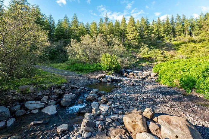 Forests in east Iceland