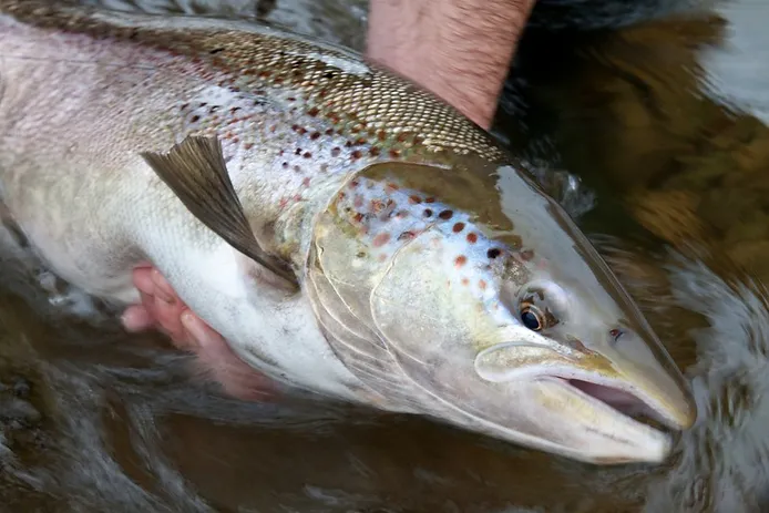 atlantic salmon caught by a fisherman