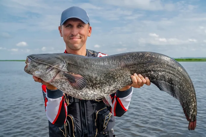 a huge catfish caught in Iceland