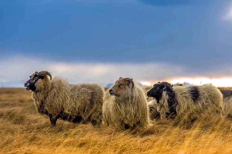 A group of Icelandic sheep with thick wool coats grazing in a field at sunset, under a dramatic cloudy sky.