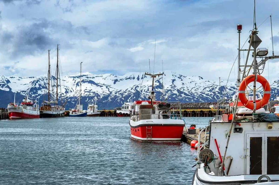 Colorful fishing boats docked at a harbor in Iceland with snow-capped mountains in the background under a cloudy sky.