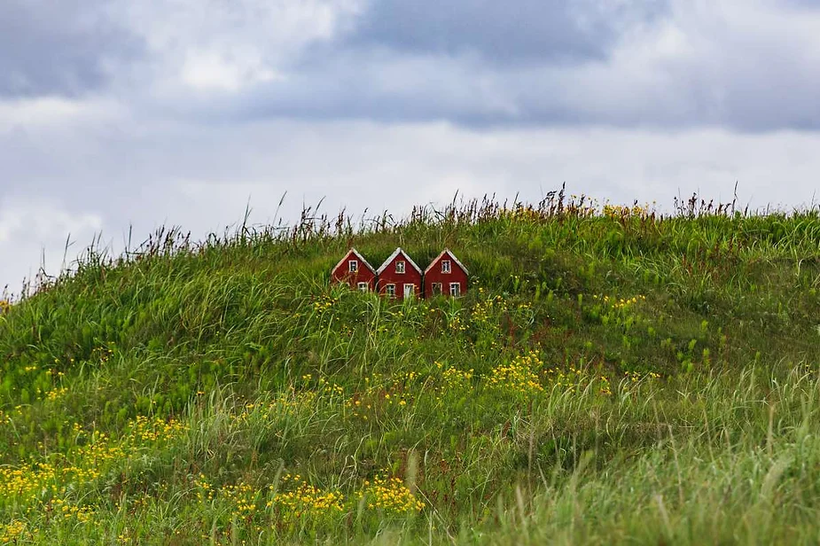 Three small red houses with white trim nestled in a lush, grassy hillside, surrounded by wildflowers in Iceland's picturesque countryside