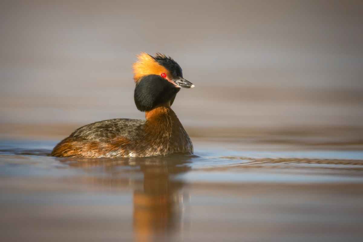 Close-up of a horned grebe floating on calm water, showcasing its distinctive black head, red eyes, and orange-yellow crest during breeding season.