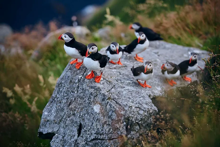 A group of colorful puffins with orange beaks and feet perched on a large rock amidst the lush green landscape of Iceland