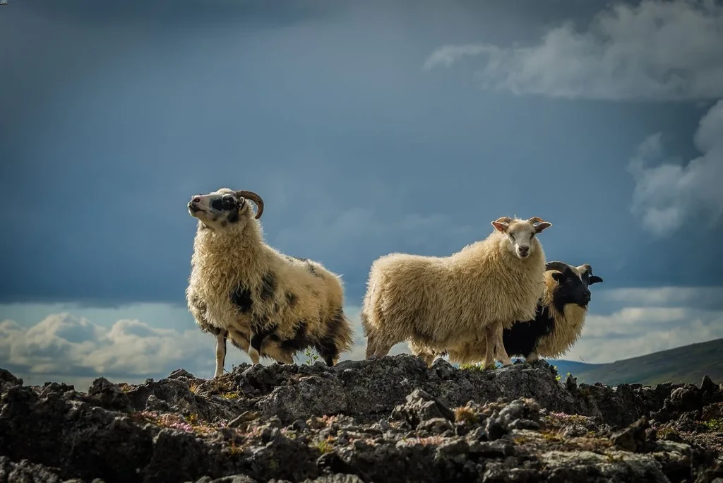 All About The Fluffy Icelandic Sheep 