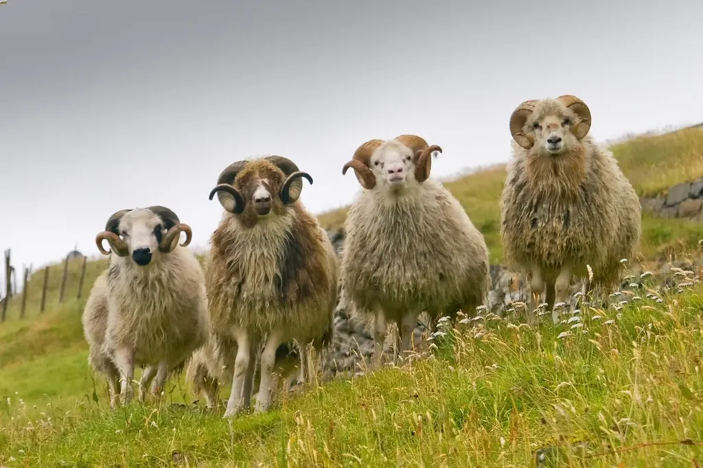 A group of four Icelandic sheep standing on a grassy hill, with thick wool coats and prominent curved horns, set against a misty, overcast sky.