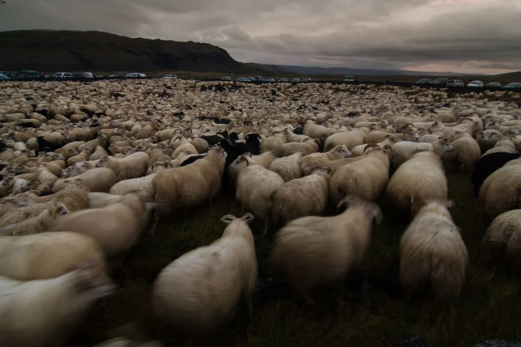 A large herd of Icelandic sheep gathered on a grassy field under a cloudy, overcast sky, with many sheep facing away from the camera. The scene is set in a rugged landscape with distant mountains and parked cars visible in the background.