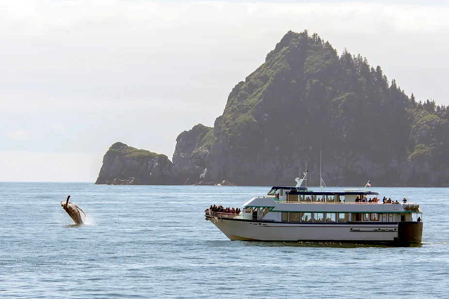 Tourists watching a whale from a ferry - Ferry routes in Iceland