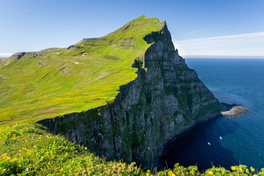 Stunning green cliffs of Hornstrandir Nature Reserve in Iceland, overlooking the deep blue ocean, a prime spot for hiking and wildlife observation.