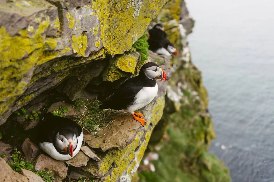 Close-up of puffins perched on a mossy cliff in Iceland, a popular spot for wildlife enthusiasts during summer.