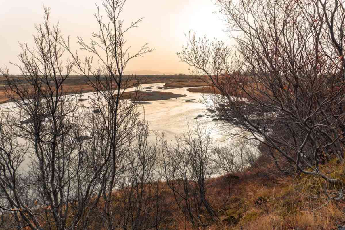 Serene view of the Öxará River winding through a bare Icelandic landscape during a soft sunrise, framed by sparse trees and warm autumnal hues.