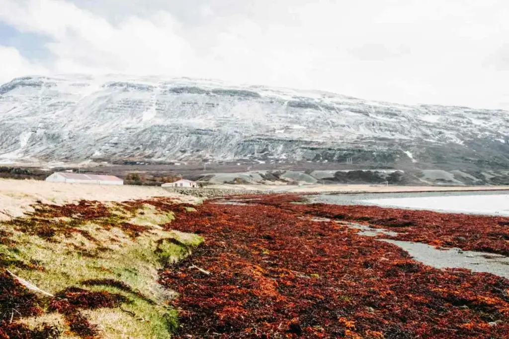 A view of Seljavallalaug Beach in Iceland, featuring a rugged shoreline covered in reddish-brown seaweed and green grass. In the background, snow-covered mountains create a striking contrast with the beach's vibrant foreground. The scene is serene, with a few buildings nestled at the mountain's base, emphasizing the remote and natural beauty of the location. The overcast sky adds a soft, diffused light, enhancing the colors and textures of the landscape. This peaceful beach, with its unique combination of seaweed, grass, and snowy mountains, captures the diverse and scenic nature of Icelandic coastlines.