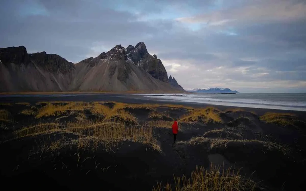 A person in a red jacket stands on the black sand dunes of Stokksnes Beach in Iceland. The scene is dominated by the dramatic Vestrahorn mountains in the background, with their rugged peaks rising sharply against a moody sky. The black sand contrasts with the patches of golden yellow grasses scattered across the dunes. The ocean is calm, reflecting the subdued colors of the evening sky. This serene and captivating landscape highlights the unique beauty of Iceland's coastal regions and the awe-inspiring natural scenery that draws visitors from around the world.