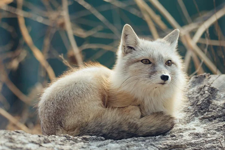 An Arctic fox resting on a rock with a background of blurred branches.