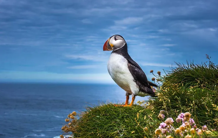 An Icelandic puffin standing on a grassy coastal cliff with the ocean in the background.