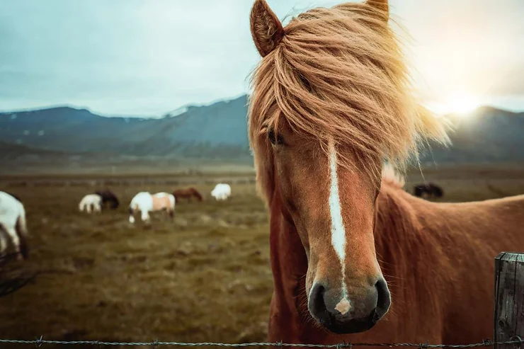 Close-up of an Icelandic horse with a distinctive mane, standing in a scenic pasture with mountains in the background.