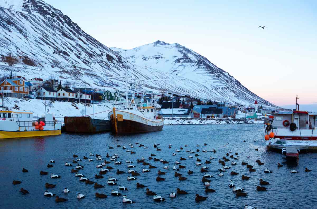 Icelandic fishing town by a fjord with several birds resting by the boats