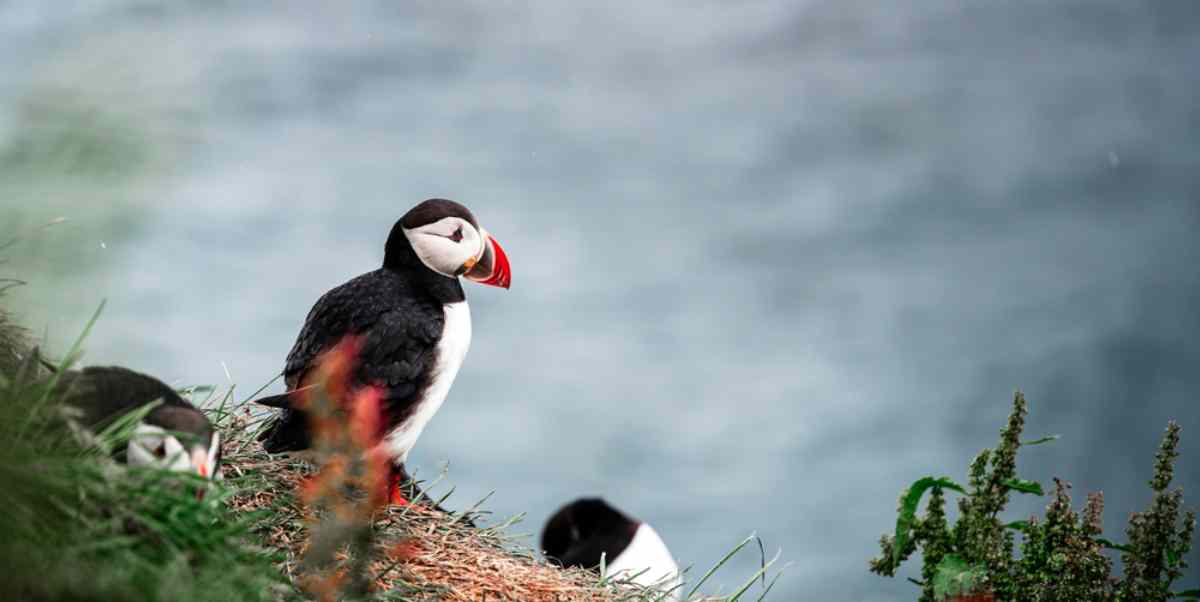 Puffins on a cliff