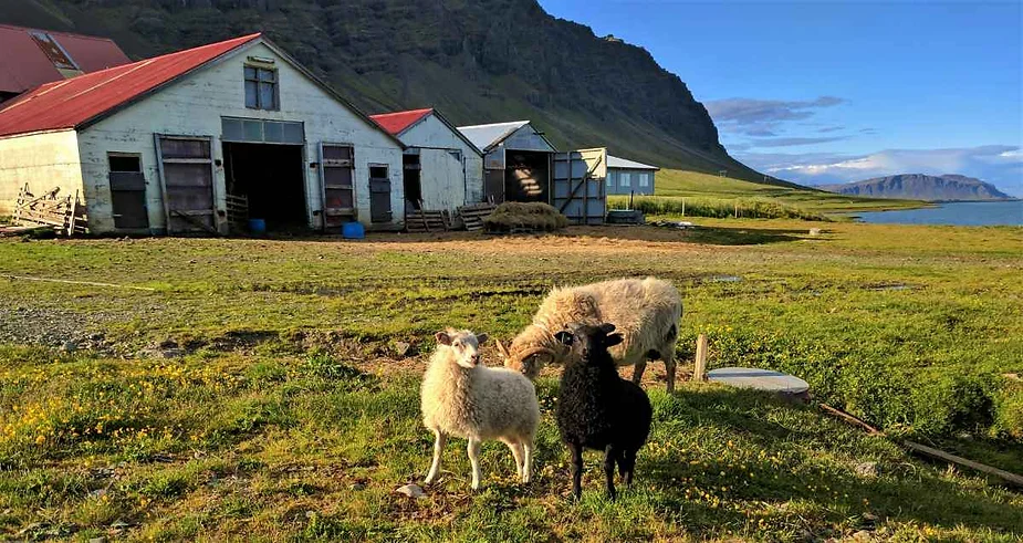 A picturesque farm scene in Iceland featuring three sheep grazing on a lush green pasture. The farm buildings, with rustic wooden structures and red rooftops, stand in the background. One of the sheep is black, while the others are white. The backdrop includes a range of hills and a distant view of the ocean under a partly cloudy sky. The peaceful setting captures the rural charm and natural beauty of Icelandic countryside life