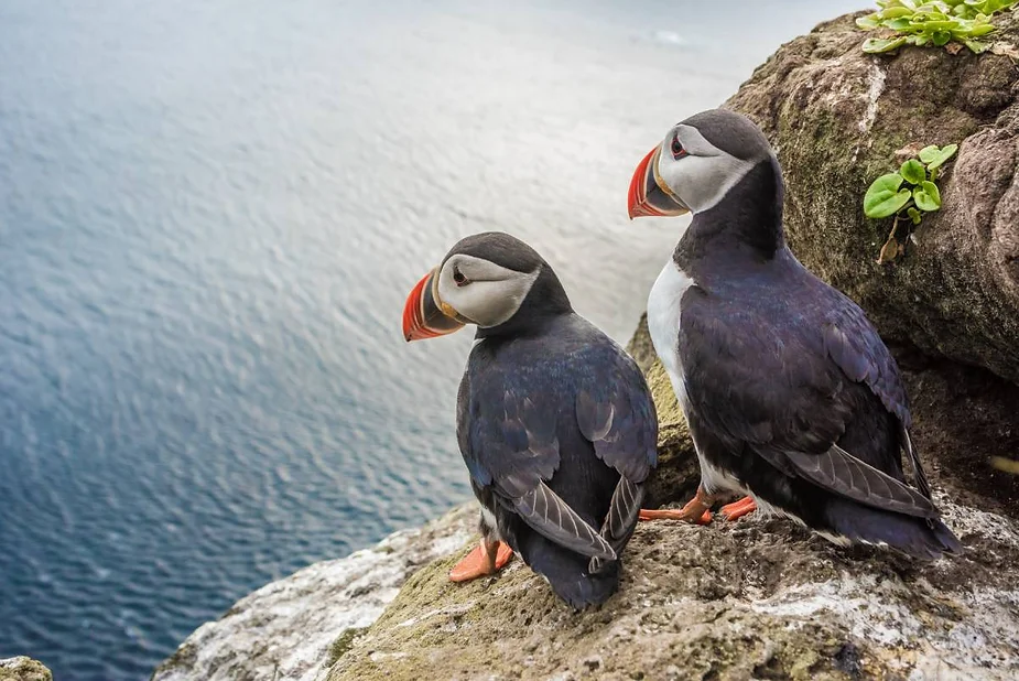 Two puffins perched on the edge of a rocky cliff, overlooking the calm blue ocean. The puffins have vibrant orange beaks, white faces, and black bodies with a touch of white on their chests. The cliff is covered with patches of green plants. The scene captures the serene and picturesque natural habitat of these charming seabirds in Iceland